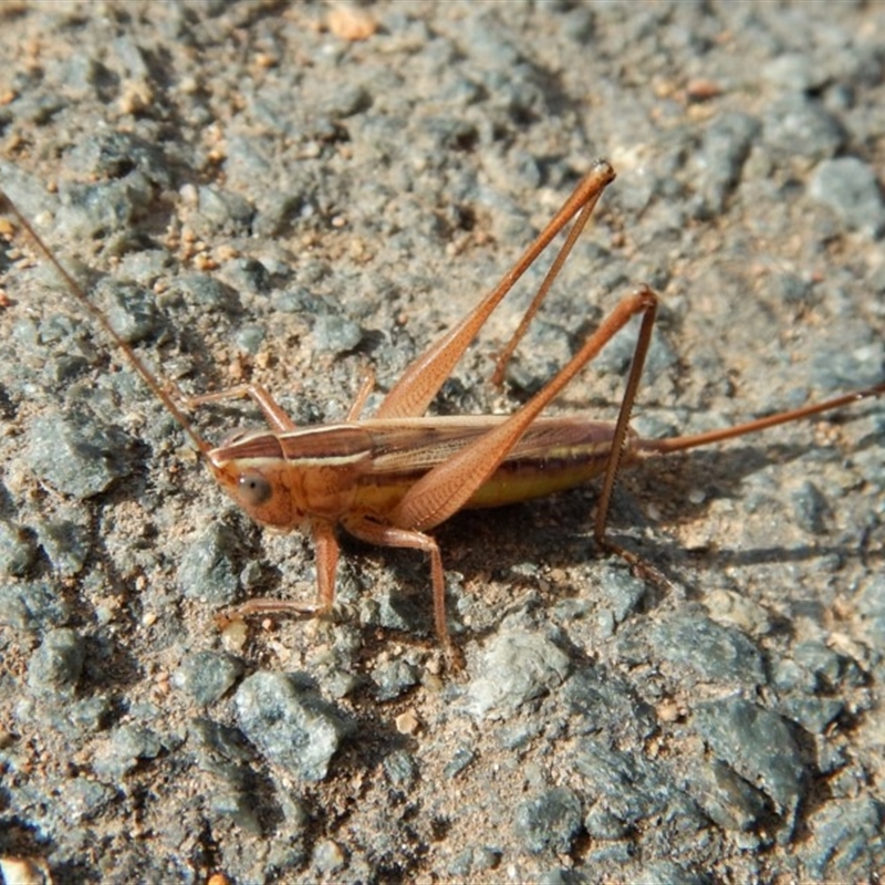 Conocephalus semivittatus