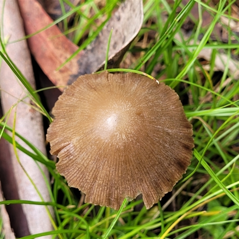 Conocybe apala