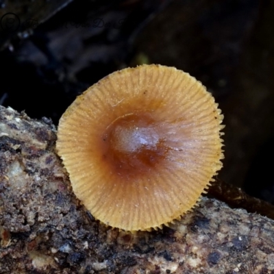 Conocybe filaris