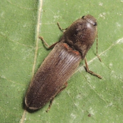 Monocrepidus sp. (genus)