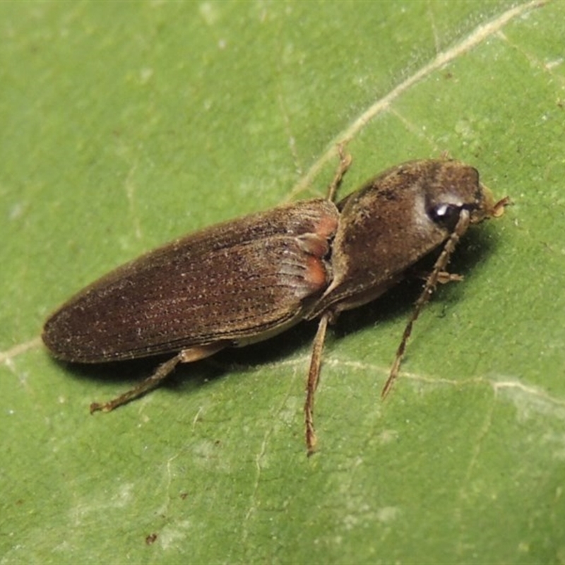 Monocrepidus (genus)