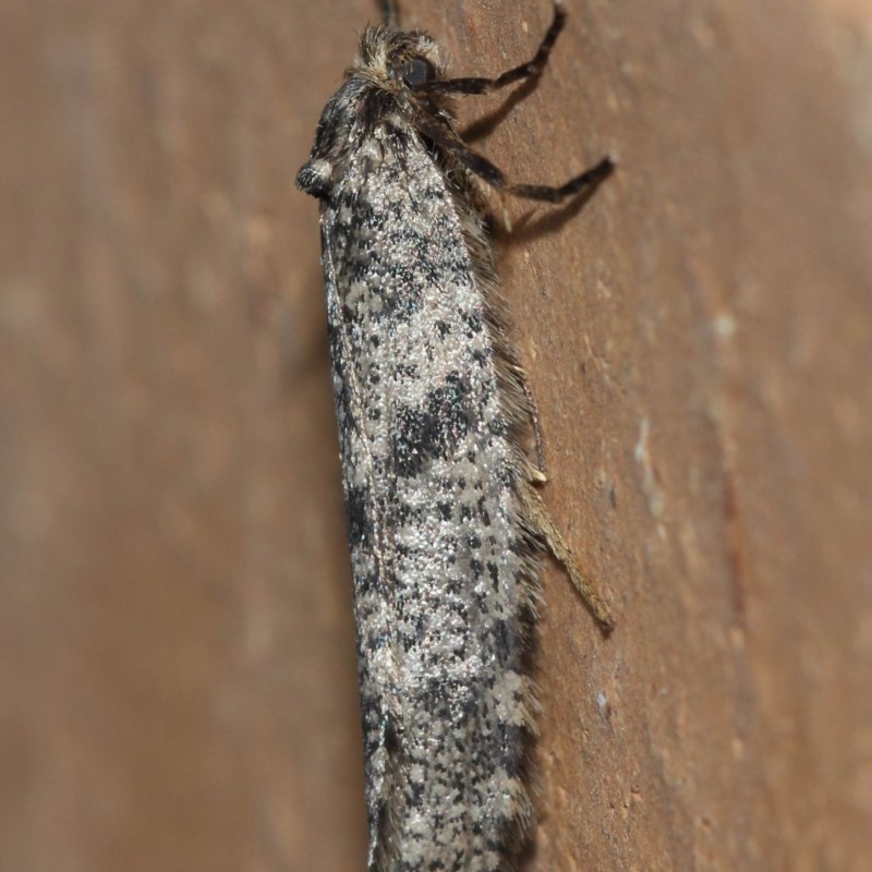 Conoeca guildingi