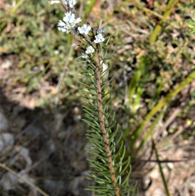 Conospermum ericifolium