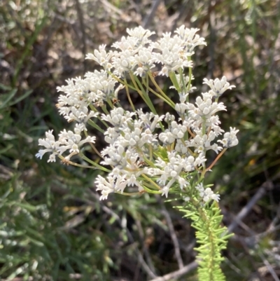 Conospermum ericifolium