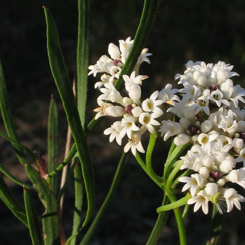 Conospermum longifolium subsp. mediale