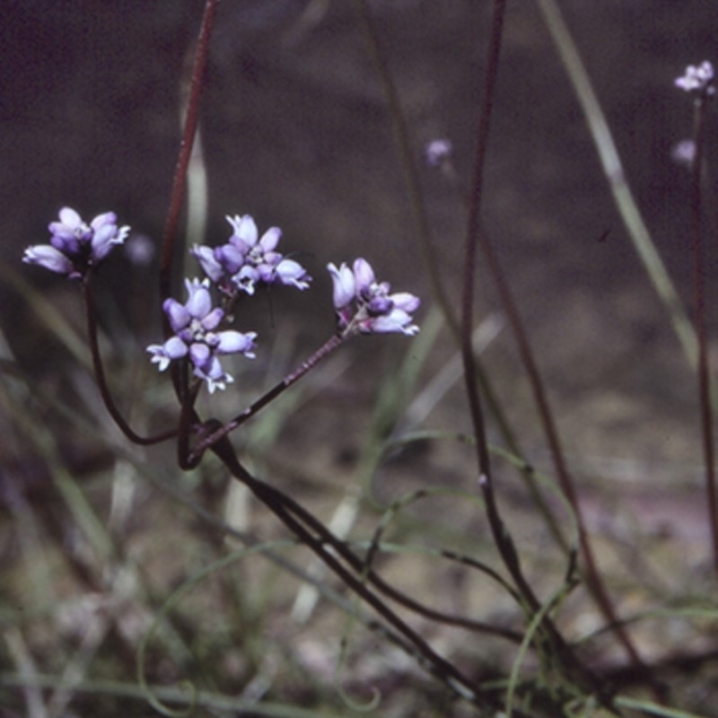 Conospermum tenuifolium