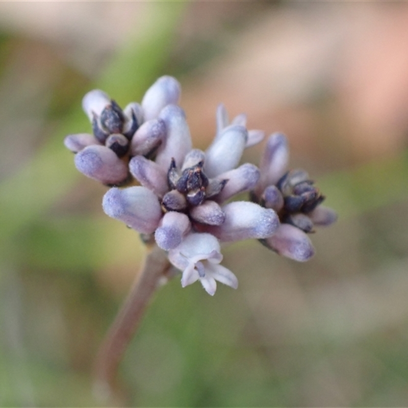 Conospermum tenuifolium