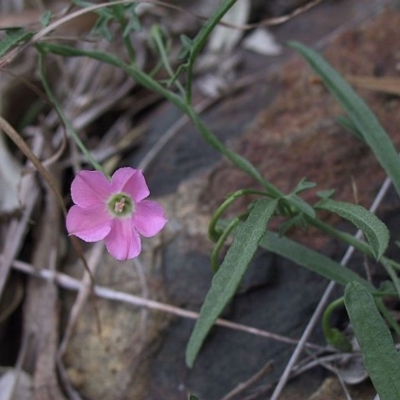 Convolvulus angustissimus