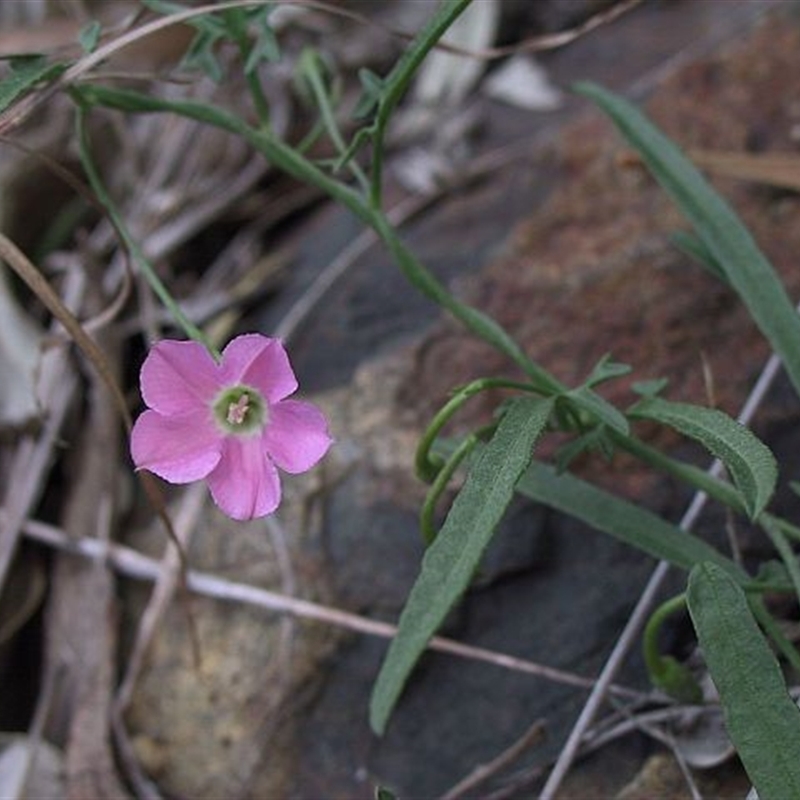 Convolvulus angustissimus