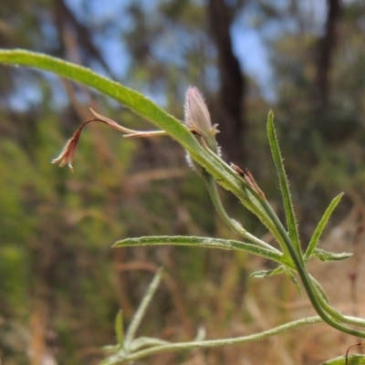 Convolvulus angustissimus subsp. angustissimus