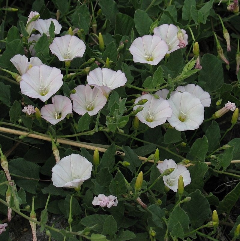 Convolvulus arvensis