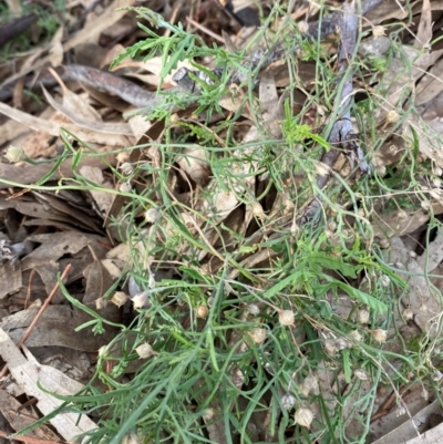 Convolvulus erubescens