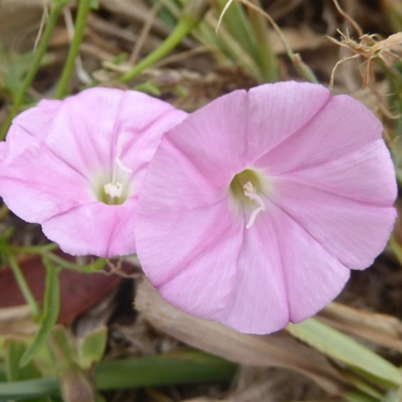 Convolvulus sp.