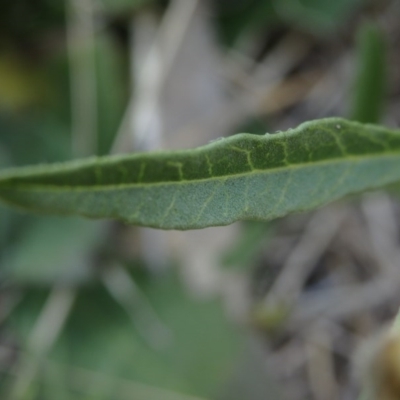 Convolvulus sp.