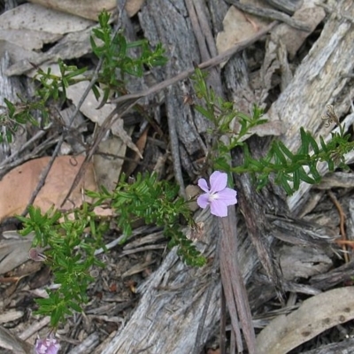 Coopernookia barbata