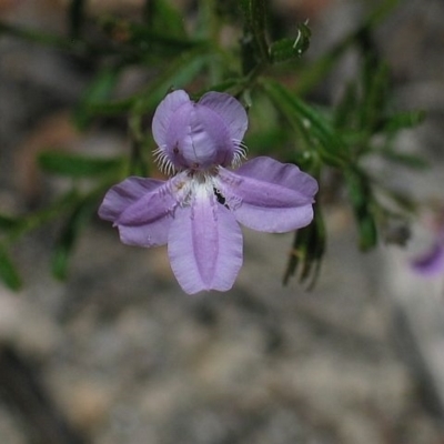 Coopernookia barbata