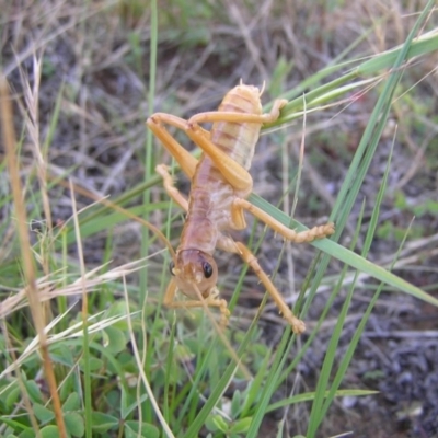 Cooraboorama canberrae