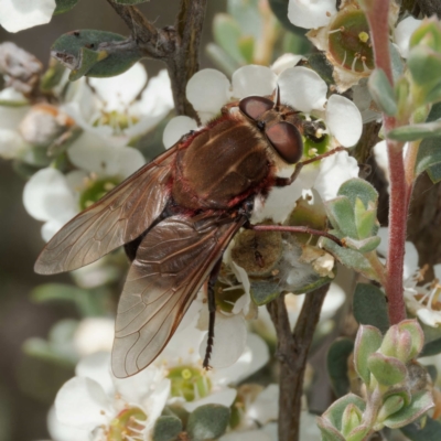 Copidapha sp.