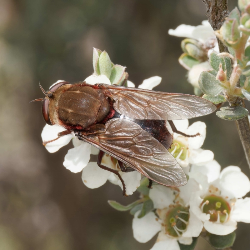 Copidapha sp.