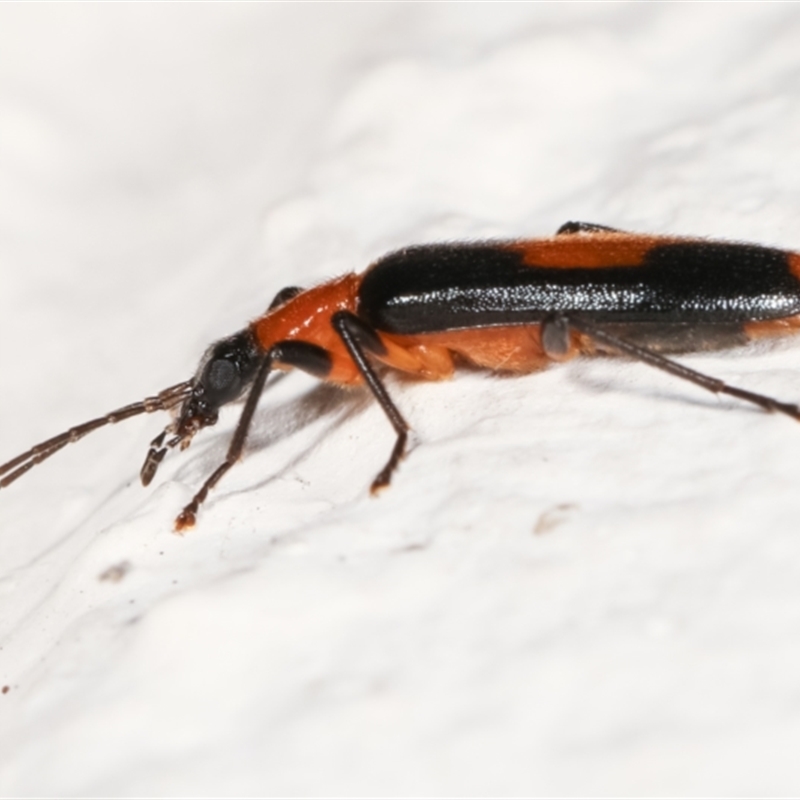 Copidita sp. (genus)