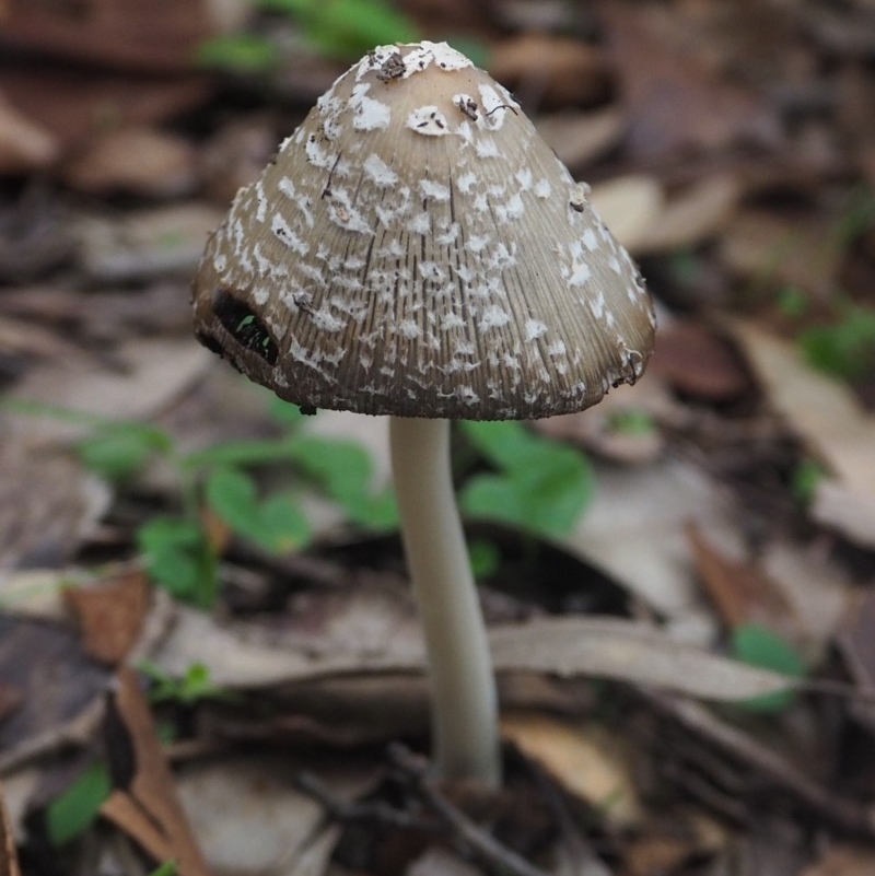 Coprinellus flocculosus