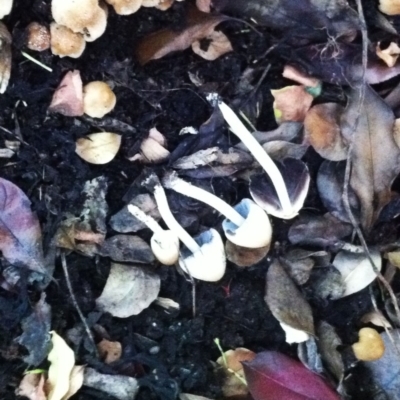 Coprinellus micaceus group