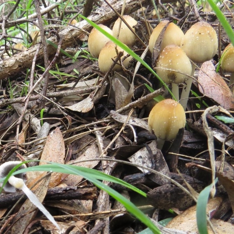 Coprinellus truncorum