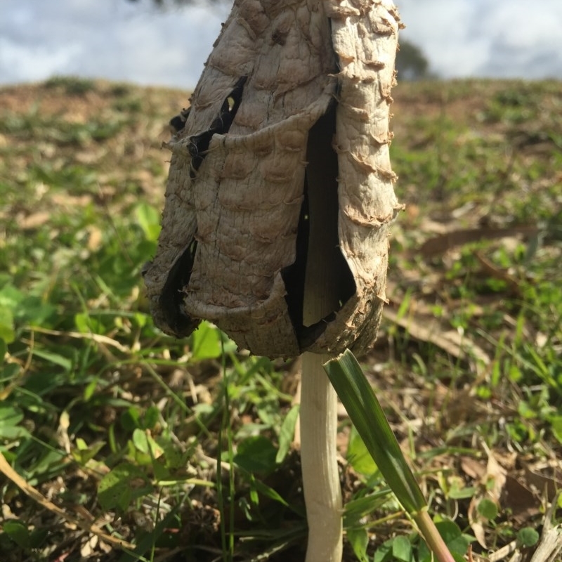 Coprinus comatus