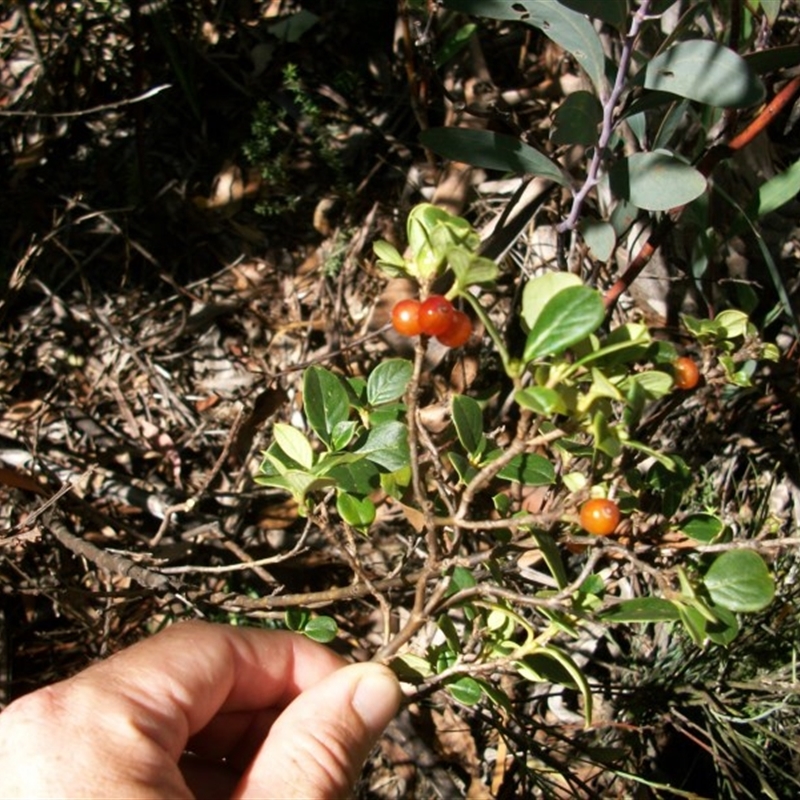 Coprosma hirtella