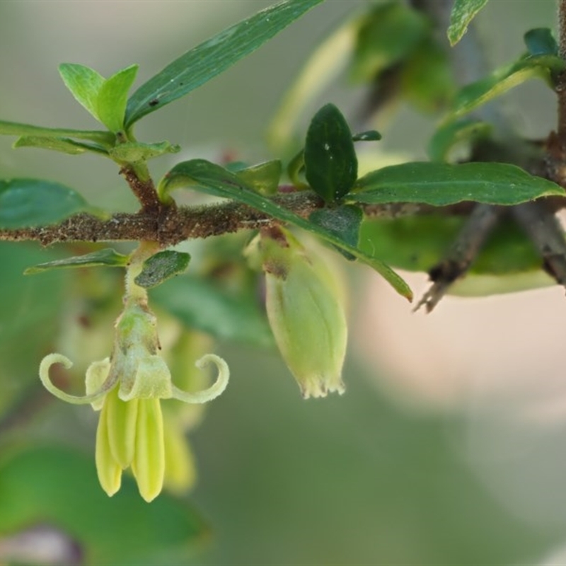 Coprosma quadrifida