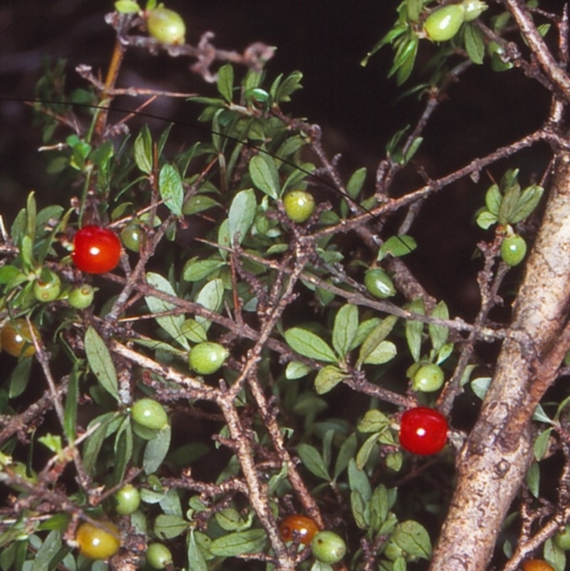 Coprosma quadrifida