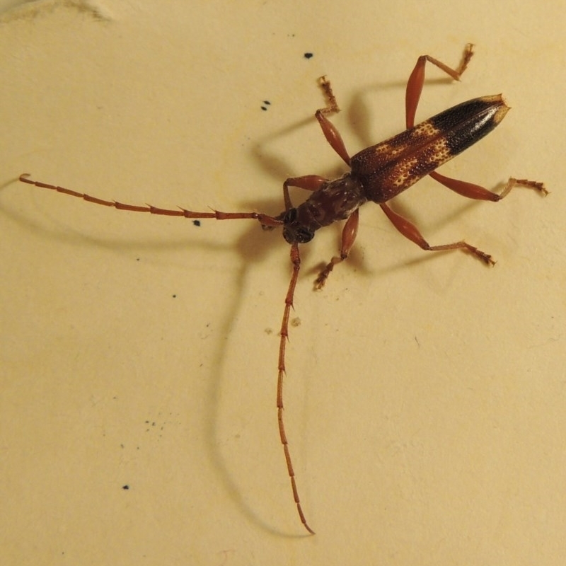 Coptocercus aberrans