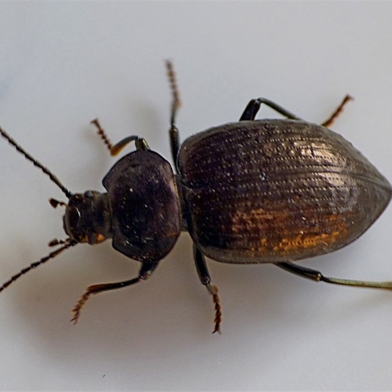 Adelium sp. (genus)