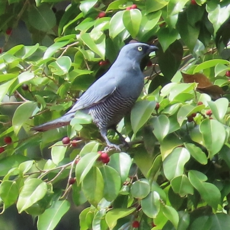 Coracina lineata