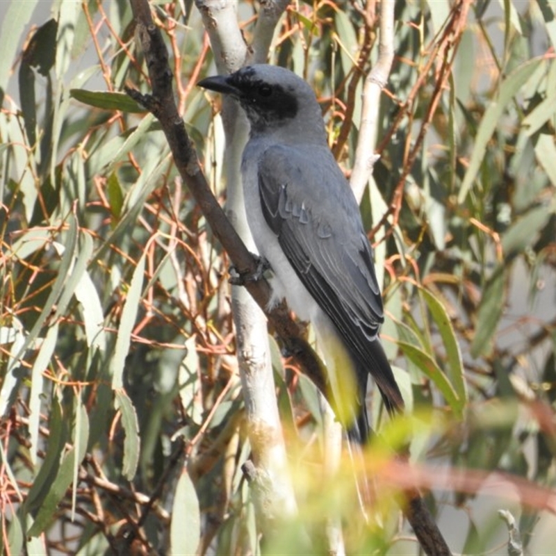 Coracina novaehollandiae