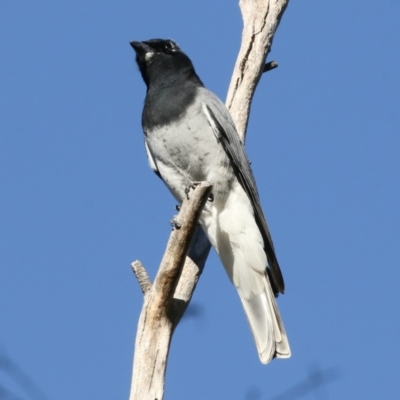 Coracina papuensis