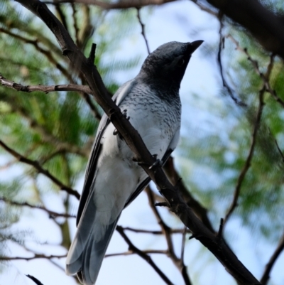 Coracina papuensis