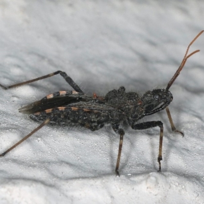 Coranus sp. (genus)