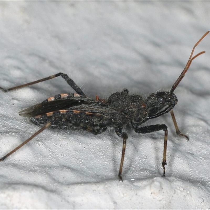 Coranus sp. (genus)