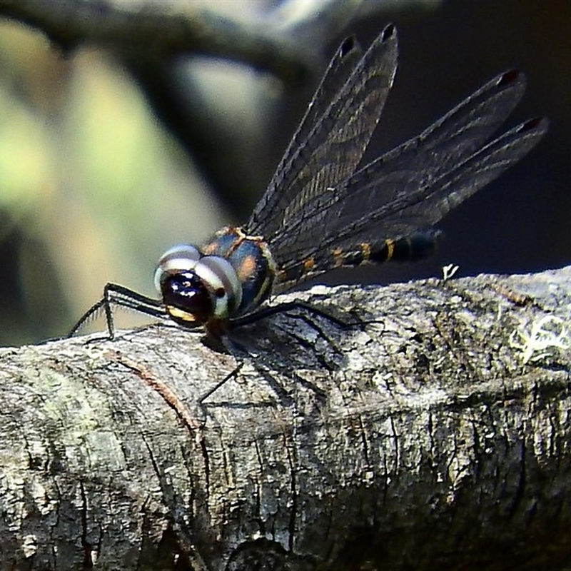 Cordulephya pygmaea