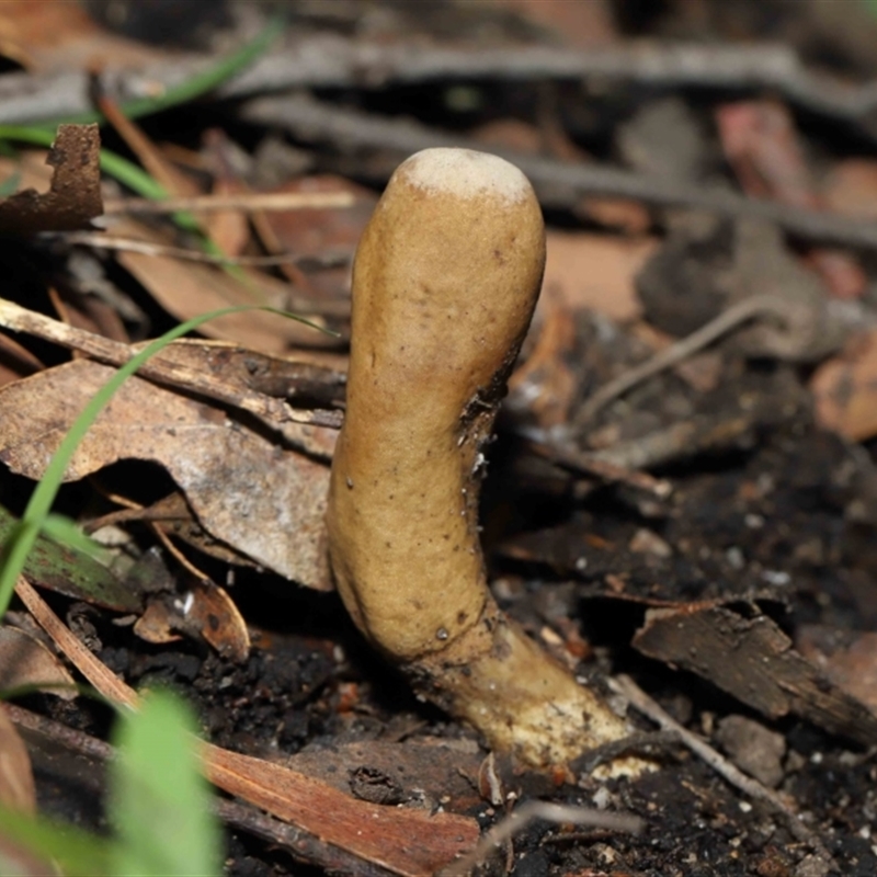 Cordyceps sp. (genus)