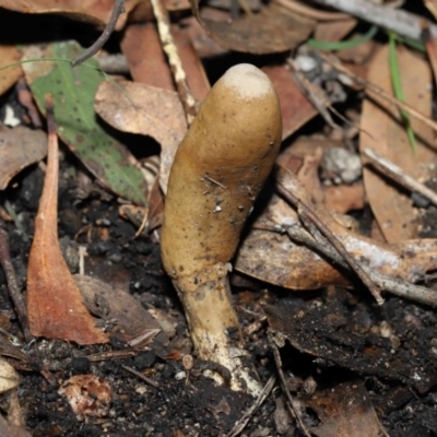 Cordyceps sp. (genus)