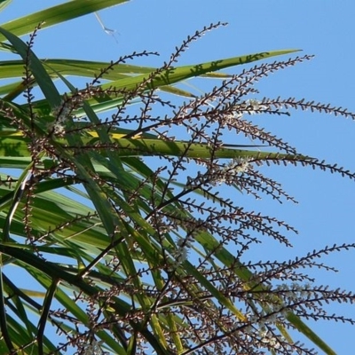 Cordyline australis