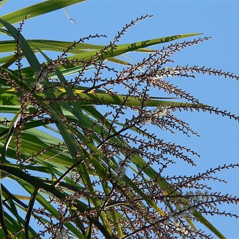 Cordyline australis