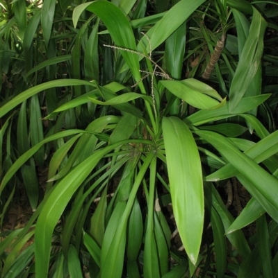 Cordyline rubra