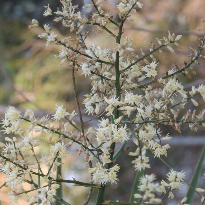 Cordyline sp.