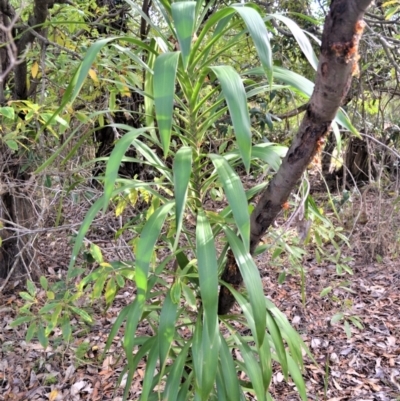 Cordyline stricta