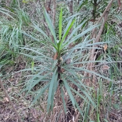 Cordyline stricta