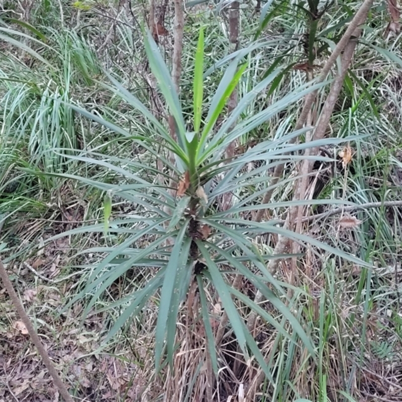 Cordyline stricta