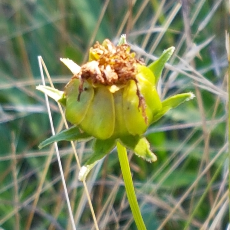 Coreopsis lanceolata